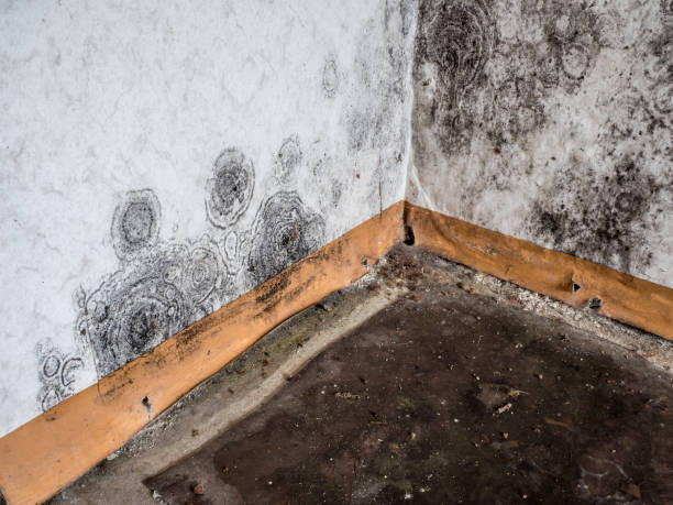 Best Flood damage cleanup  in Middlesborough, KY