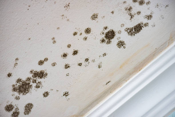 Best Carpet water damage restoration  in Middlesborough, KY